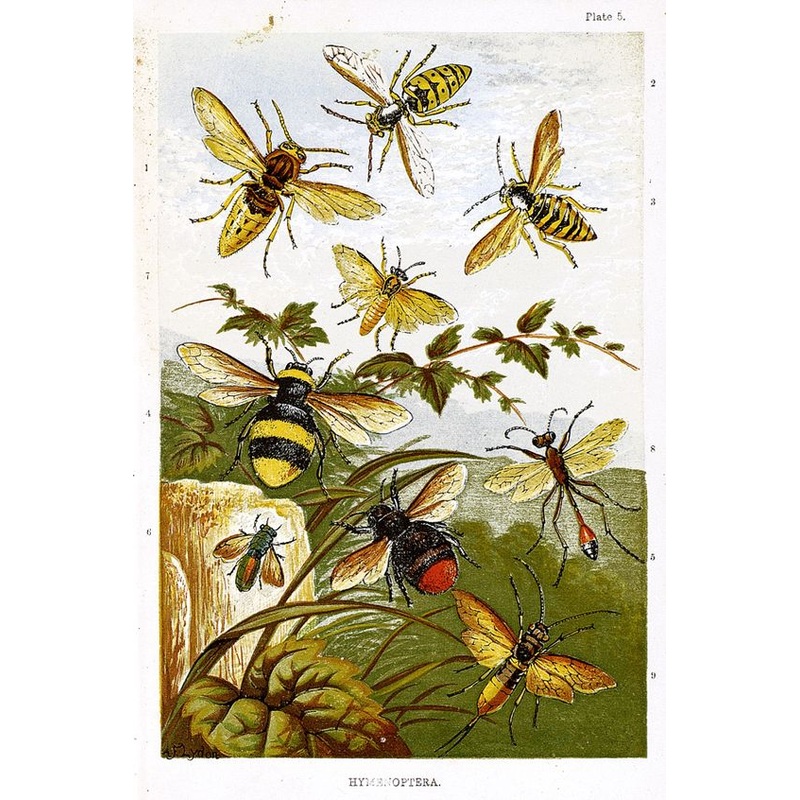 Bees And Insects CLA0710052Q Quilt Blanket